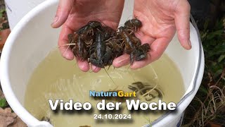 Video der Woche 24102024 [upl. by Ivatts]