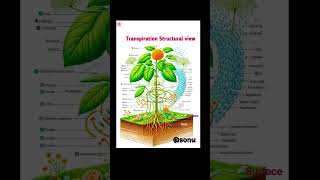 Transpiration structural view 🌳💯🔥 3D figure biologyeducation science study study trendingshorts [upl. by Asenab]