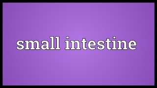 Small intestine Meaning [upl. by Bahe]