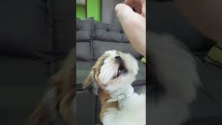 Que coisa doida aquiQue remédio bom p felicidade pets filhotedeshihtzu shihtzubrasil [upl. by Adnilak]