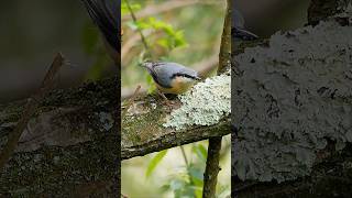 The beautiful but elusive Nuthatch Sitta europaea birds [upl. by Carrelli]