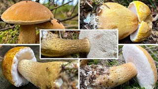 Gallenröhrling oder Steinpilz  Bitterling Bitterröhrling Bitterpilz Rosspilz Tylopilus felleus [upl. by Rotow243]