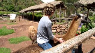 Ride a llama in Peru [upl. by Mulry]