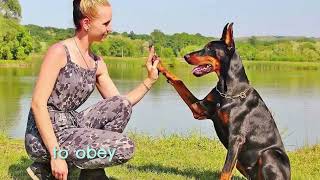 How to teach your dog simple commands [upl. by Land]