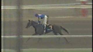 Mister Frisky Santa Anita Derby 1990  16 wins in a row [upl. by Ahsein]