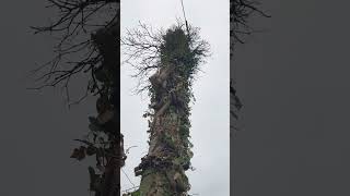 Arbre enroulé sur un poteau électrique [upl. by Adnuhs]