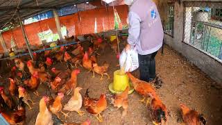 Chicken Care Secrets to Building a Super Profitable Chicken Farm [upl. by Aerdnaz]