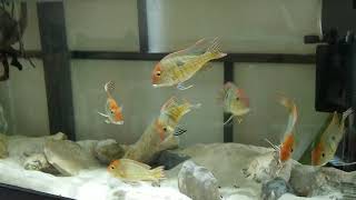 Geophagus red head tapajos [upl. by Bronwen]