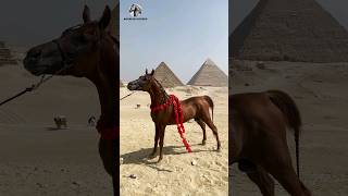 الخيل العربي الناري منصور بريش [upl. by Nork760]