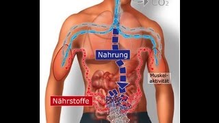 Stoffwechsel und Verdauung [upl. by Bloom]
