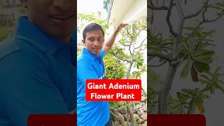 Giant Adenium Flower Plant  Big Size Desert Rose Plant youtube Adeniumdailyplantcareshortsyt [upl. by Nitniuq306]