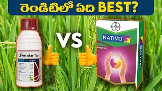 Amistar Top Vs Nativo  Amistar Top Syngenta  Azoxystorbing  Difenoconazole  Bayer Nativo Price [upl. by Iuqcaj]