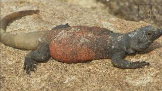 interesting facts about the chuckwalla by weird square [upl. by Maxantia583]