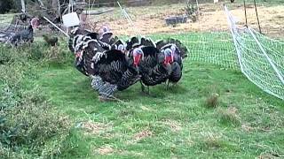 Tomales turkeys gobble back [upl. by Aneen]