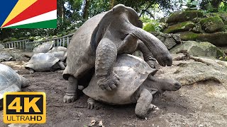 Turtles Mating Funny Sound Mahé Seychelles [upl. by Ahsaei]