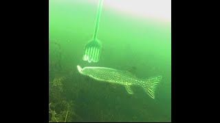 Spearing pike 20 [upl. by Enieledam]