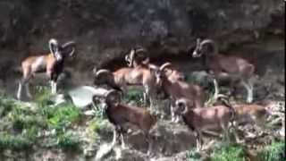 Rando en Auvergne  Mouflons du Sancy et Cascade de lAigle Chaudefour [upl. by Ramal]