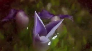 Neoregelia Bromeliad Inflorescence Timelapse [upl. by Ayote851]