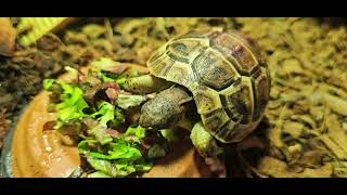 Pebbles the Black Greek Tortoise Eating mixed veggies and Hikari  ASMR [upl. by Paten]