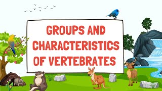 Groups of VertebratesGroups and characteristics of vertebratesClassification of vertebrates [upl. by Llert408]