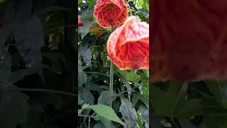 Abutilon plant red tiger [upl. by Natassia668]