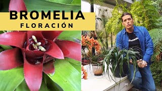 Cómo conseguir que una bromelia vuelva a florecer  Briconsulta  Jardinatis [upl. by Adnylam]