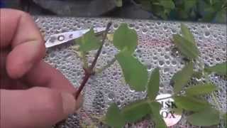 The Honeyberries  Rooting in the Aquaponic Garden [upl. by Hannej834]