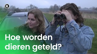 Hoe worden dieren geteld  Doen Ze Dat Zo [upl. by Batish]