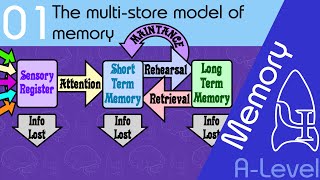 The multi store model of memory AQA ALevel [upl. by Aneela78]