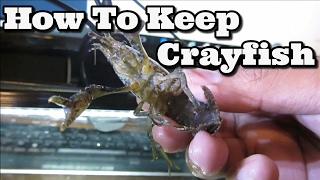 Keeping Freshwater Crayfish [upl. by Mauchi]