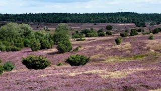 Naturpark Lüneburger Heide Wilsede Totengrund [upl. by Nylinej]