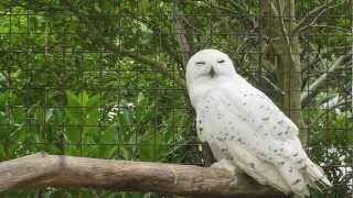 シロフクロウ Snowy Owl 04mov [upl. by Aruabea]