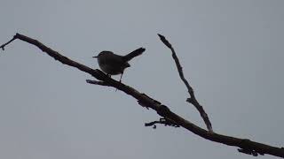 Bewicks Wren callsong [upl. by Siram]