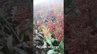 Porcada no sorgo [upl. by Cecilla]