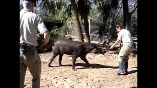 Collecting footprints from lowland tapir Tapirus terrestris [upl. by Elawalo386]