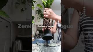 zamioculca plants dicasdeplantas plantlover [upl. by Flyn967]