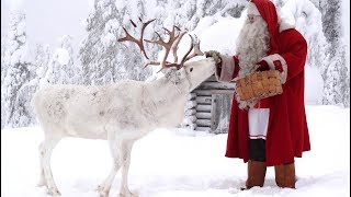 Joulupukin porokoira suomenlapinkoira ja porot 🐕🦌🎅 Joulupukki Pello poromaa Lappi eläinvideo [upl. by Paulo794]