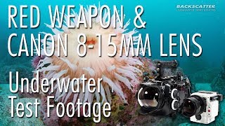 RED Weapon 8K with Canon 815mm Fisheye Lens  Underwater Test Footage [upl. by Nesila752]