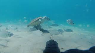 Dropping A Camera Under The Lake Worth Pier Sharks Snooks Sea Turtles and More [upl. by Errehs221]