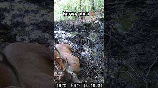 🦌CERVO🦌 Fa linsoglio nel FANGO cervo wildlife fototrappola short [upl. by Noxin]