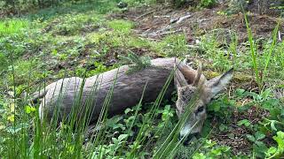 Rehbock Rehbockjagd Nachsuche Srndać lov Srndaća praćenje traga 04052024 [upl. by Welcher]