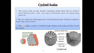 4 Study of types of scales in fishes Placoid scale Cycloid scale Ctenoid scale amp Ganoid [upl. by Akihsan690]