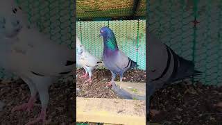 New Pigeon Pakda🕊 pigeon vlog minivlog birds petvlogger petlover budgiegar funny shorts [upl. by Yelrebmyk]