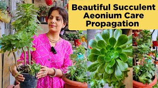 Aeonium Plant Care amp Propagation  Aeonium Succulent Care  How To Propagate Aeonium Plant  Aeonium [upl. by Slrahc]