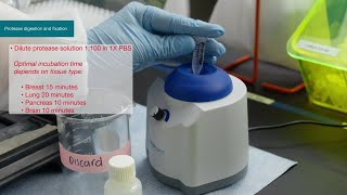 How to Invitrogen ViewRNA Tissue Fluorescence Assay Protocol [upl. by Amrita420]