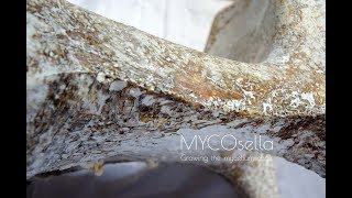 MYCOsella Growing the Mycelium Chair  Manufacture Process TimeLapse Video [upl. by Letnohs657]