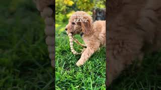 Meet Franz the Goldendoodle [upl. by Heyes303]