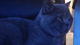 The British Shorthair CAT Livestream [upl. by Yelwar]