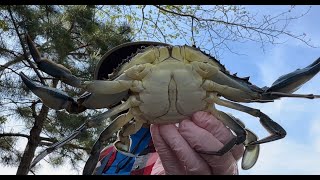 Crabbing New Jersey  May 2024 [upl. by Champaigne]