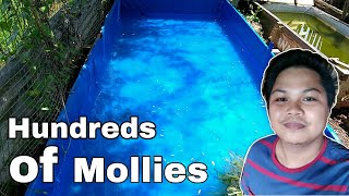 How i transfer all the mollies  Hundreds of mollies  Old Pond  LivesBearer Aquatics [upl. by Danit]